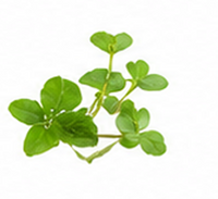Brahmi
