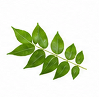 Curry Leaves