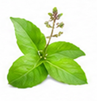 Basil (Tulsi)