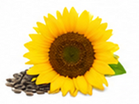 Sunflower Oil