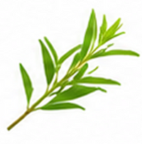 Tea Tree Essential Oil